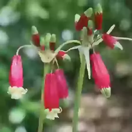 Dichelostemma
